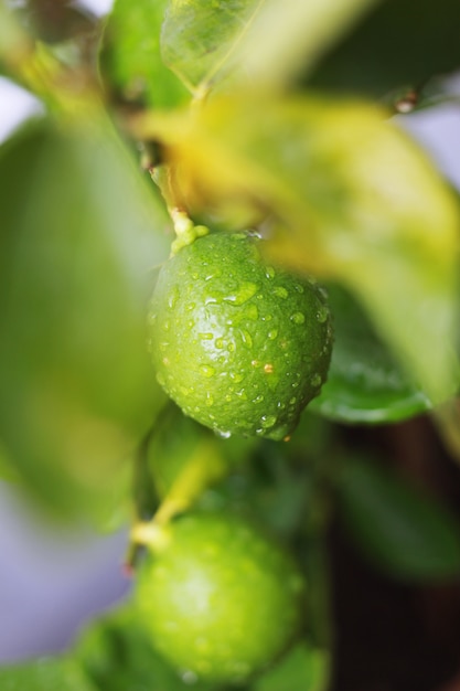 z bliska przez liść limonki do zielonej limonki