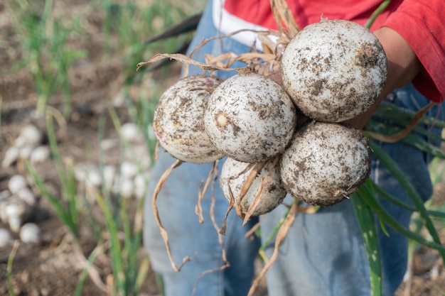 Z bliska widać naturalne piękno świeżo zebranych cebuli