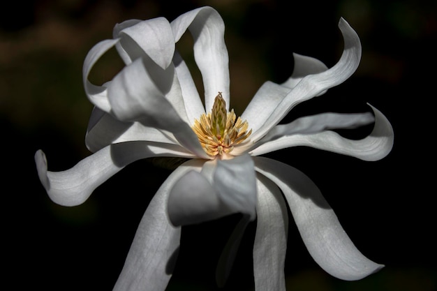 Zdjęcie z bliska widok białego kwiatu comor magnolia stellata na czarnym tle