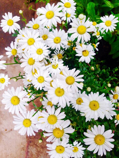 Zdjęcie z bliska widok białych kwiatów pod dużym kątem