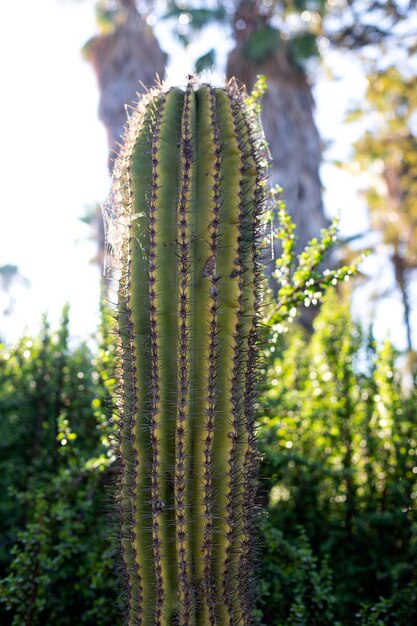 Zdjęcie z bliska widok długiego kaktusa