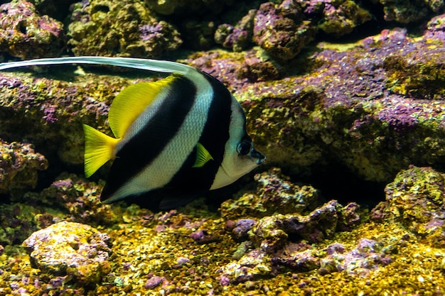 Z bliska widok koralowej ryby Pennant lub Heniochus acuminatus w akwarium