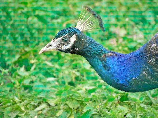 Z bliska widok pawia indyjskiego lub pawia niebieskiego Pavo cristatus, duży i jaskrawo kolorowy ptak, jest gatunkiem pawia pochodzącym z Azji Południowej