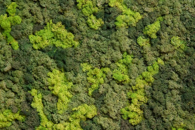 Zdjęcie z bliska widok płótna wykonanego z naturalnego mchu o różnych kolorach w wysokiej rozdzielczości