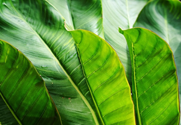 Z bliska widok tropikalnej palety zielonych liści