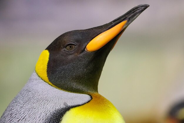 Zdjęcie z bliska widok z boku głowa pingwina cesarza w świetle dziennym