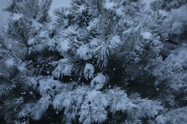 z bliska wzór gałęzi pinus z pokrywą śnieżną
