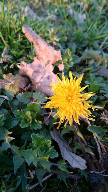 Zdjęcie z bliska żółty kwiat