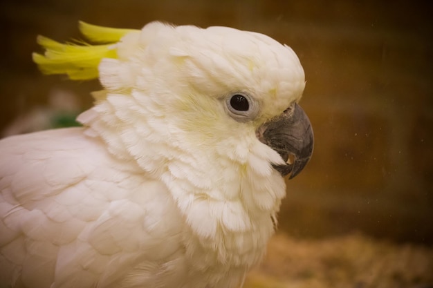 Zdjęcie z boku widok kakadu z siarką w zoo