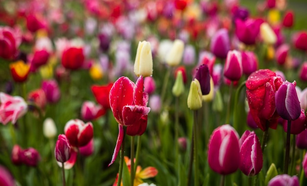 Z góry jaskrawoczerwone tulipany z zielonymi świeżymi liśćmi rosnącymi w kwietniku wiosną na polu