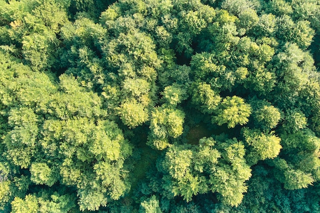 Z góry na dół płaski widok z lotu ptaka na ciemny, bujny las z baldachimami zielonych drzew w lecie.