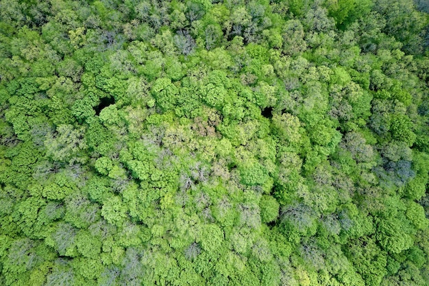 Z góry na dół płaski widok z lotu ptaka na ciemny, bujny las z zielonymi koronami drzew w lecie