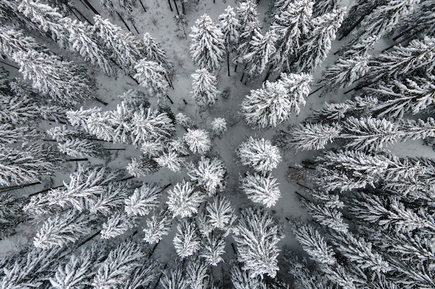 Z góry na dół widok z lotu ptaka pokryty śniegiem wiecznie zielony las sosnowy po obfitych opadach śniegu w zimowych lasach górskich w zimny, spokojny dzień.