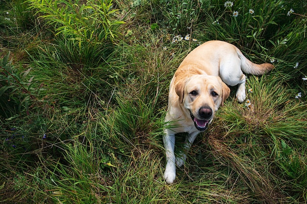 Z góry śliczny szczęśliwy spokojny żółty pies Labrador Retriever leżący na zielonej trawie podczas odpoczynku po spacerze w słoneczny letni dzień