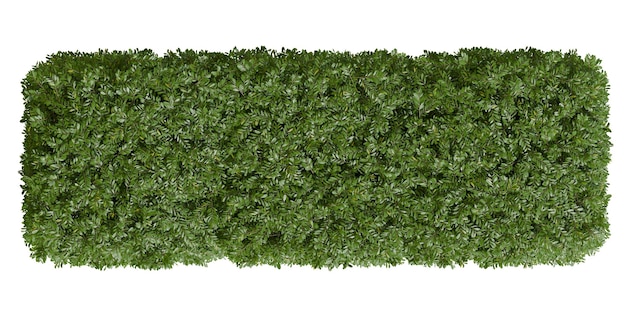 Z góry widok przyciętej rośliny Coronilla Valentina Bush