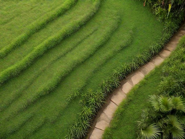 Z góry widok ścieżki i tropikalnej trawy AI_Generated