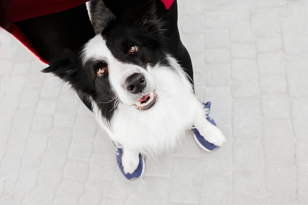Z góry widok szczęśliwego psa stojącego między nogami właściciela podczas treningu