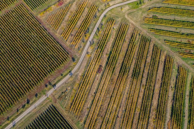 Z góry widok winnicy z drona jesienią