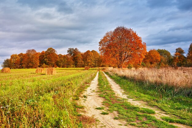 Z jesiennym drzewem samotne piękne pastwiska