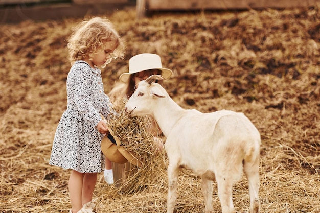 Z kozami Mała dziewczynka w niebieskim ubraniu jest na farmie w lecie na świeżym powietrzu