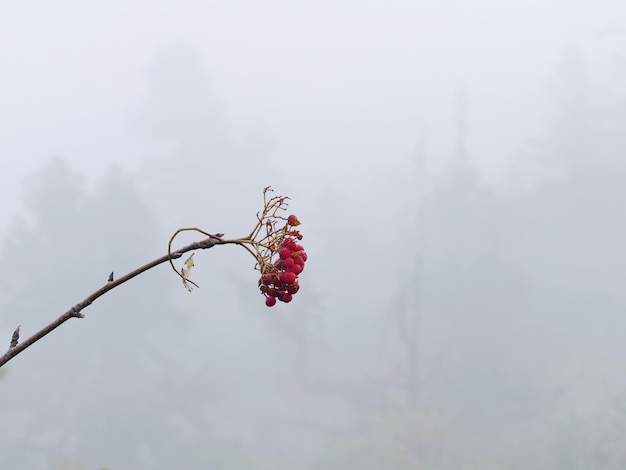 Zdjęcie z niskiego kąta widok czerwonych jagód na roślinie