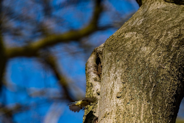 Z niskiego kąta widok jaszczurki na pniu drzewa