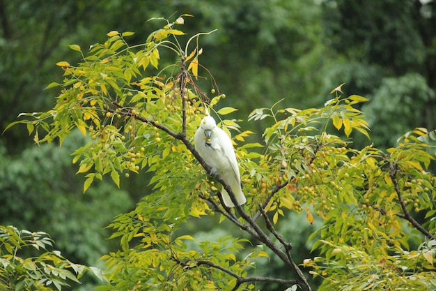 Zdjęcie z niskiego kąta widok kakadu z siarką na drzewie