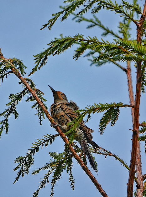 Zdjęcie z niskiego kąta widok ptaka siedzącego na drzewie
