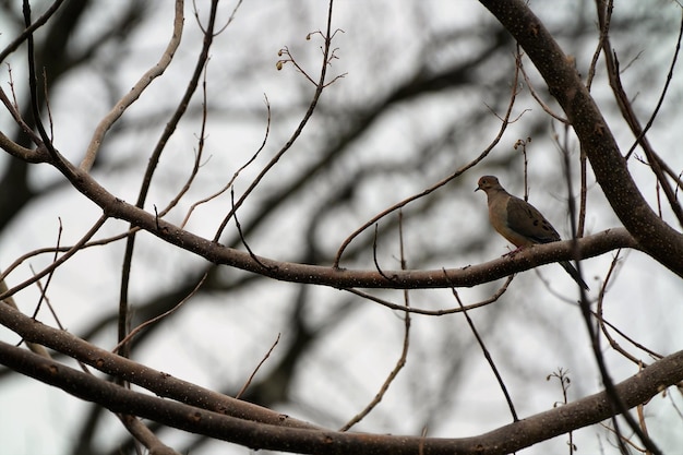 Zdjęcie z niskiego kąta widok ptaka siedzącego na gałęzi