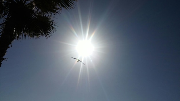 Zdjęcie z niskiego kąta widoku słońce świeci na ptaka