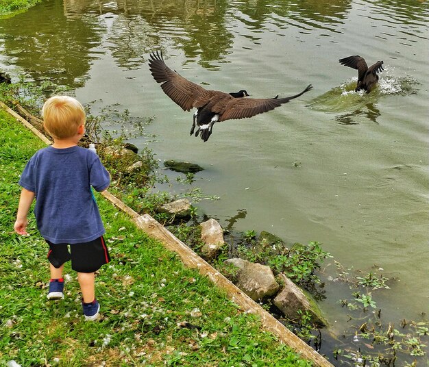 Zdjęcie z tyłu chłopiec patrzący na ptaki w jeziorze