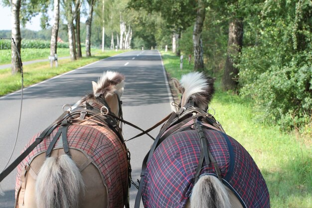 Zdjęcie z tyłu widok ludzi jeżdżących motocyklem na drzewach