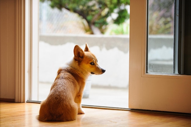 Z tyłu widok Pembroke Welsh Corgi siedzący przy drzwiach