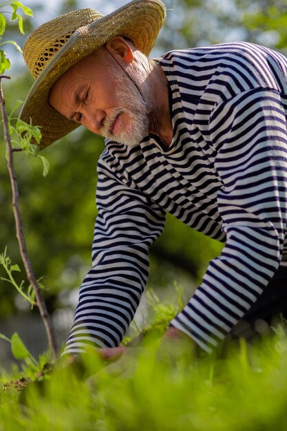 Zaangażowany w platerowanie. Brodaty, siwy emeryt, noszący słomkowy kapelusz, czujący się zaangażowany w poszycie drzew