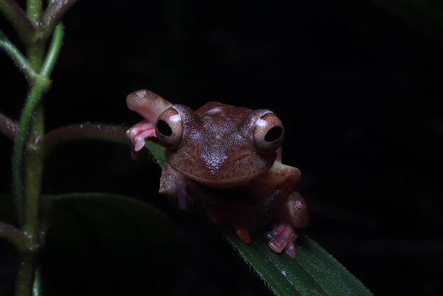 Zdjęcie Żaba harlequin z borneo