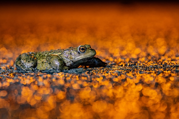 Żaba, pospolita ropucha (bufo bufo) złote tło w migracji Belgii