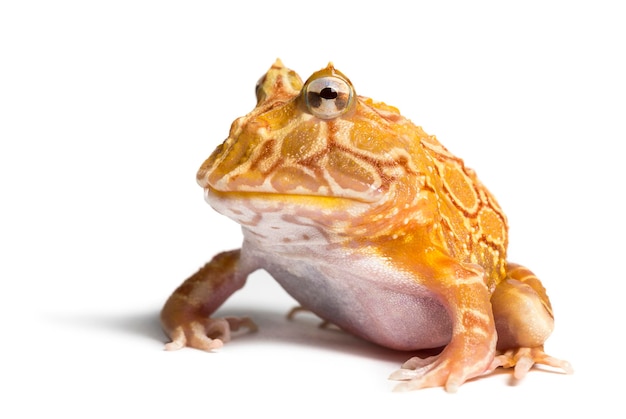 Żaba rogata argentyńska Ceratophrys ornata na białym tle