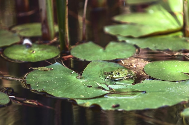 Żaba siedzi na liściach lilii wodnej w japońskim ogrodzie