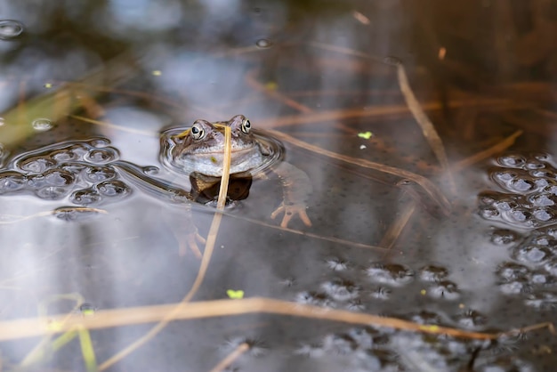 Żaba trawna brunatna (Rana temporaria) w stawie wśród jaj, dzień wiosny.