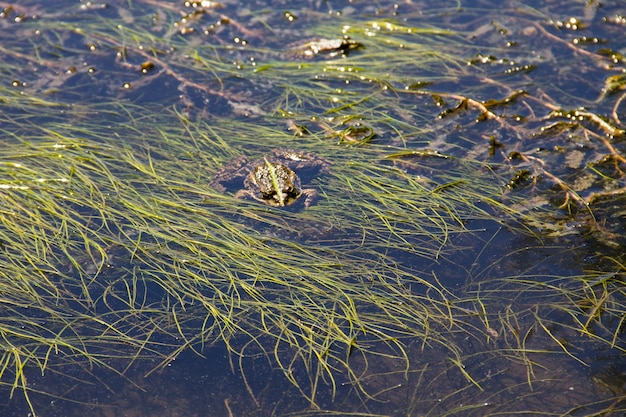 Żaba w bagnie