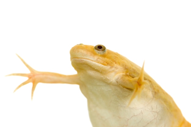 Żaba - Xenopus laevis na białym tle