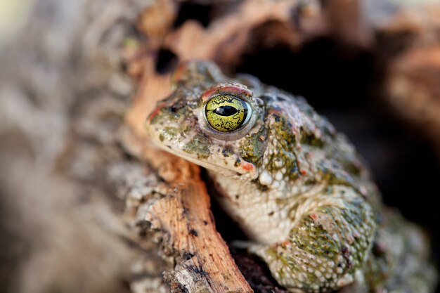 Żaba z wyłupiastymi zielonymi oczami