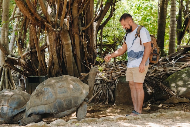 Zabawna rodzinna rozrywka na Mauritiusie Turysta karmiący gigantycznego żółwia w zoo na wyspie Mauritius