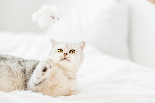 Zdjęcie zabawna szary kot bawi się zabawką na kanapie portret scottish fold zwierzę domowe zabawę