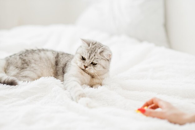 Zdjęcie zabawna szary kot bawi się zabawkami na kanapie portret scottish fold zwierzę domowe zabawę