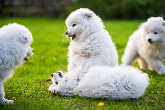 Zabawne puszyste białe szczenięta Samoyed bawią się psy