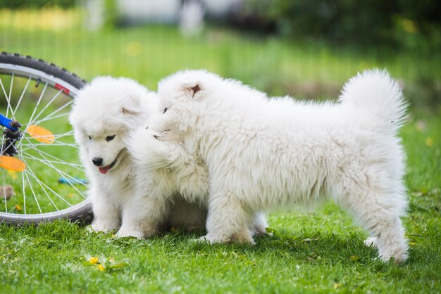 Zabawne puszyste białe szczenięta Samoyed bawią się psy