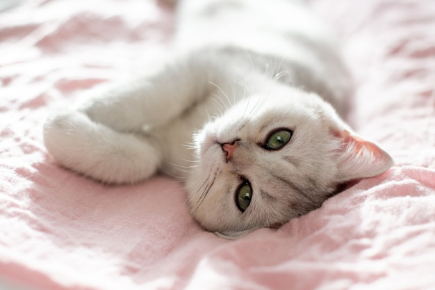 Zabawny Biały Kot Brytyjski Leży Na Plecach Na Różowej Tkaninie