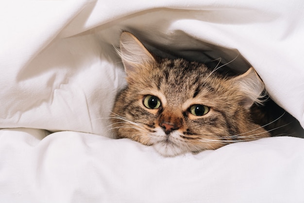 Zdjęcie zabawny brązowy pasiasty słodki kociak leży pod białym kocem i prześcieradłami