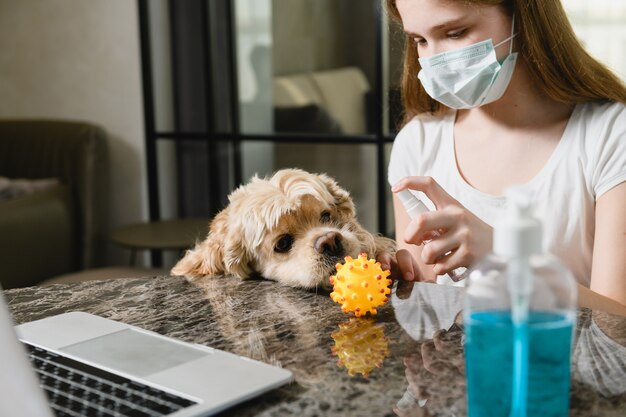 Zabawny Cocker Spaniel Chce Bawić Się Gumową Piłką, Dziewczyna Dezynfekuje Ją środkiem Dezynfekującym, Pracuje Z Laptopem, Nosi Maskę Medyczną W Okresie Izolacji W Domu